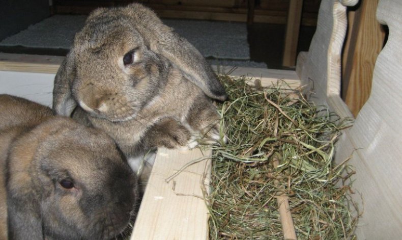 Грубые корма для кроликов