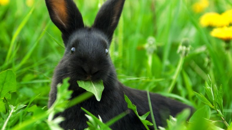Зелёный корм для кролика