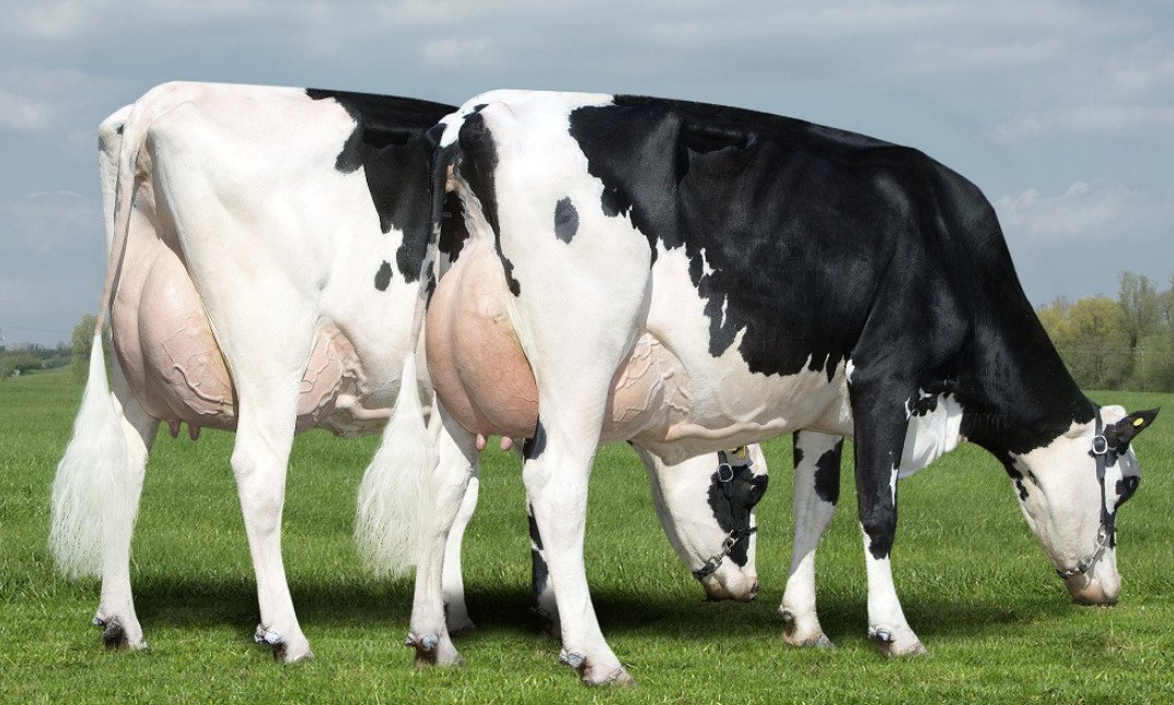 Мясные породы коров в россии с фото и описанием