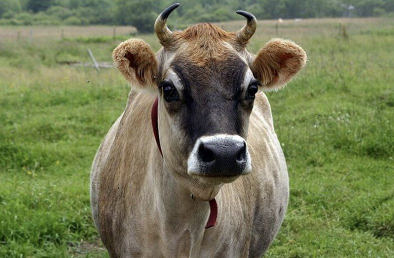 Джерсейская порода коров