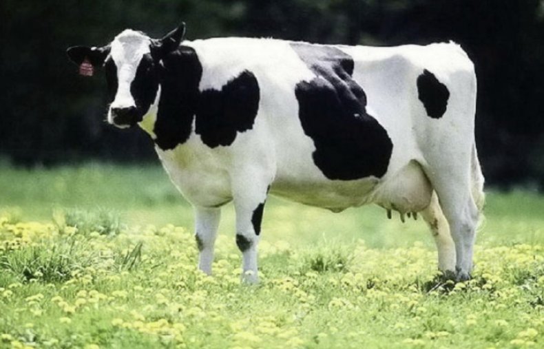 Холмогорская порода коров