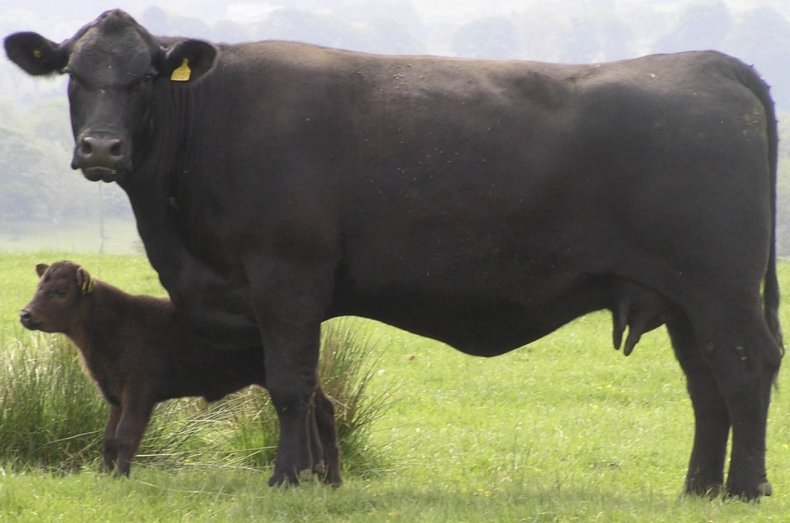 Абердин-ангусская порода коров