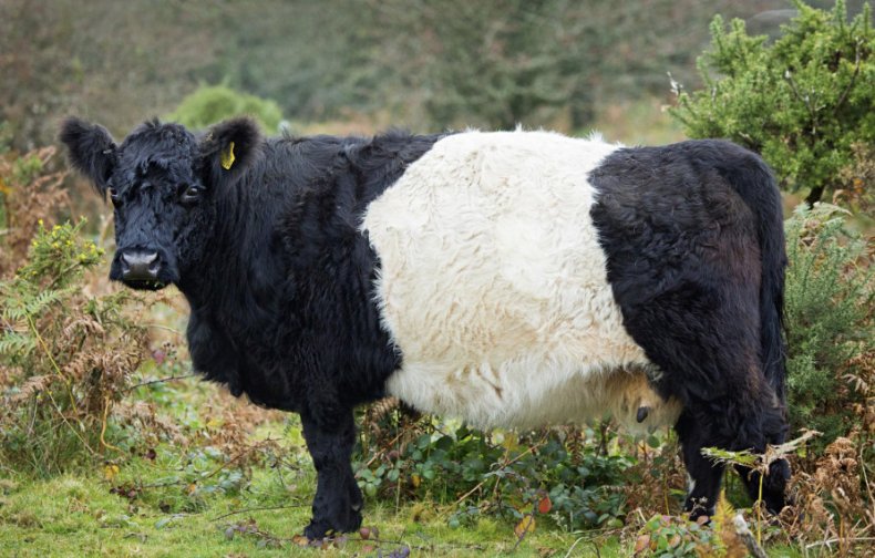 Галловейская порода коров