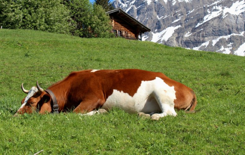 Корова спит лежа
