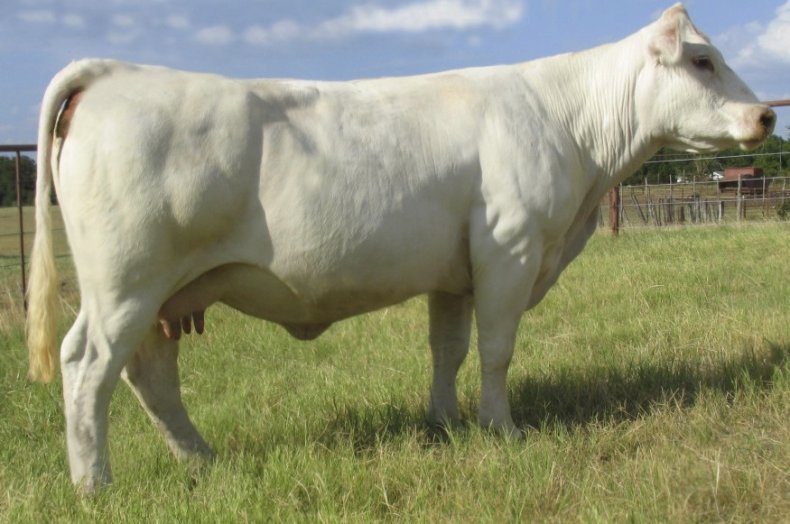 Шаролезская порода коров
