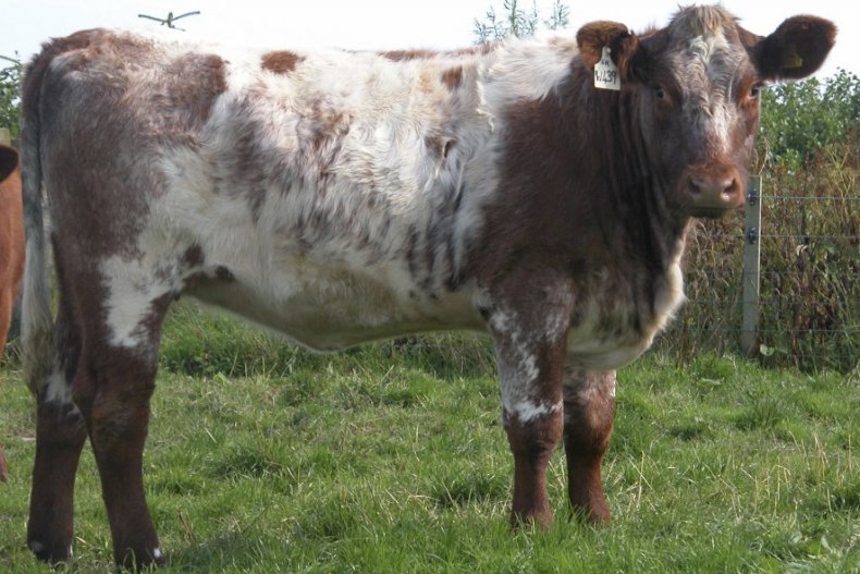 Шортгорнская порода коров