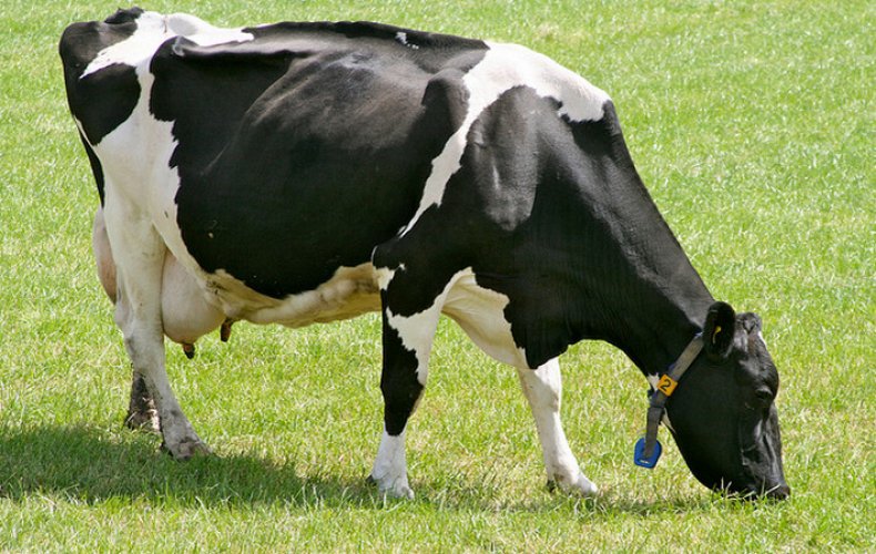 Тагильская порода коров