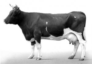 Корова алатауской породы