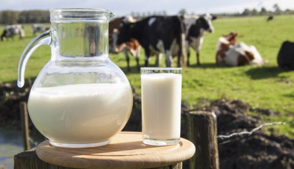 Как когда и почему корова дает молоко