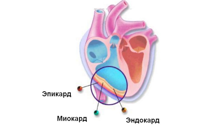 Эндокард образует клапаны