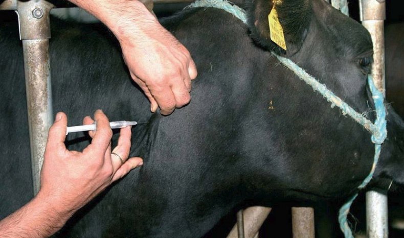 Лечение миокардита у коровы