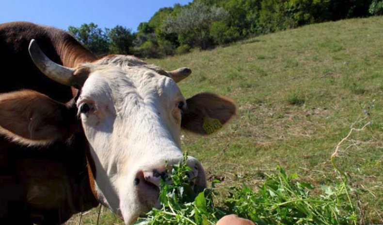 Полноценное кормление коровы, как метод лечения миокардиофиброза