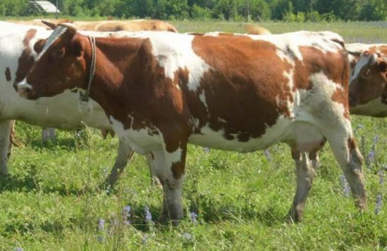 Красно-пёстрая порода коров