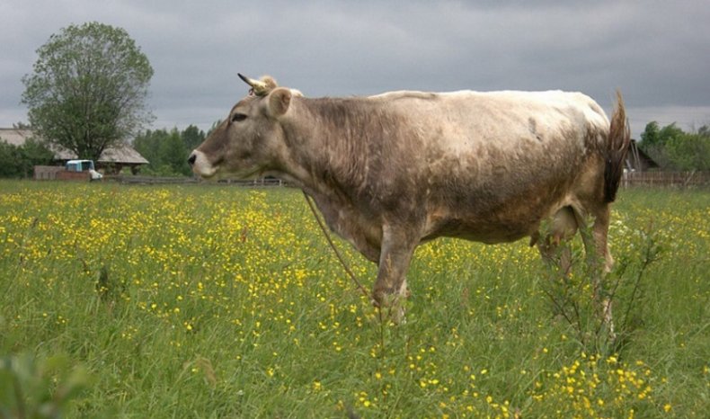 Костромская корова