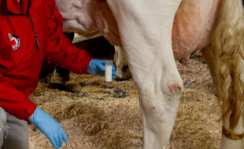 Лечение мастита у коровы