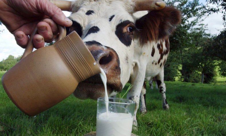 Молоко коровы