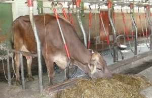 Технология доения коров при привязном содержании