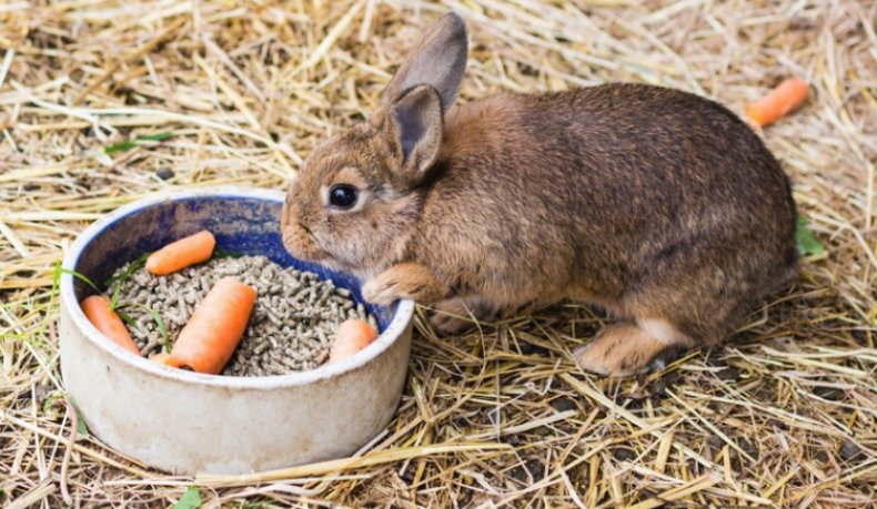 Неправильное кормление кролика