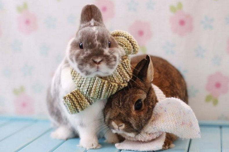 Кролики в шарфах