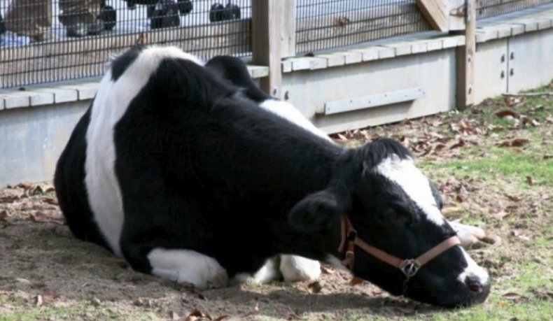 Микоплазмоз у коровы