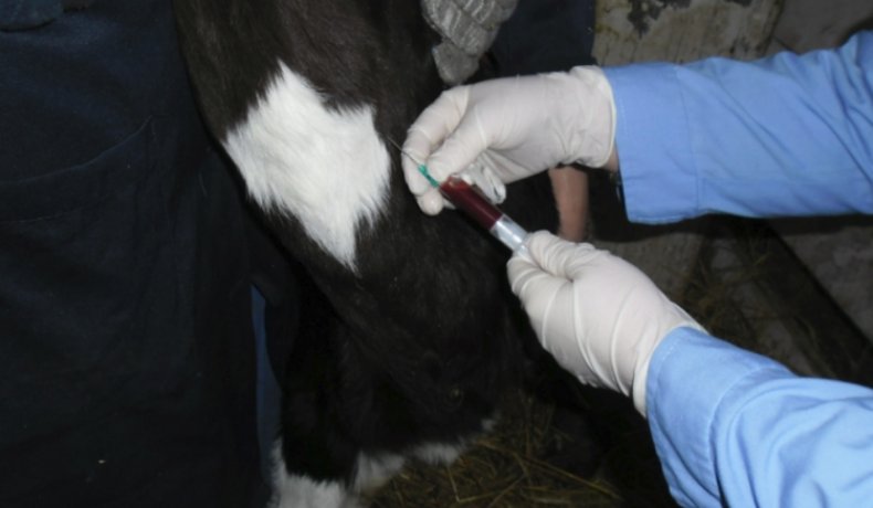 Сбор крови у теленка на анализ
