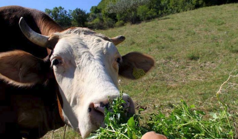 Кормление коровы свежим кормом, как метод профилактики скрипения зубами