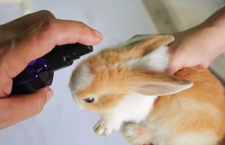 Обработка кролика препаратом