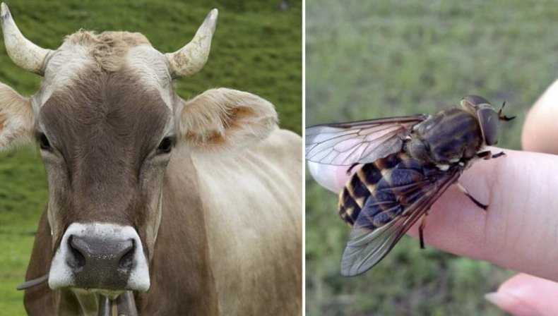 Корова и муха