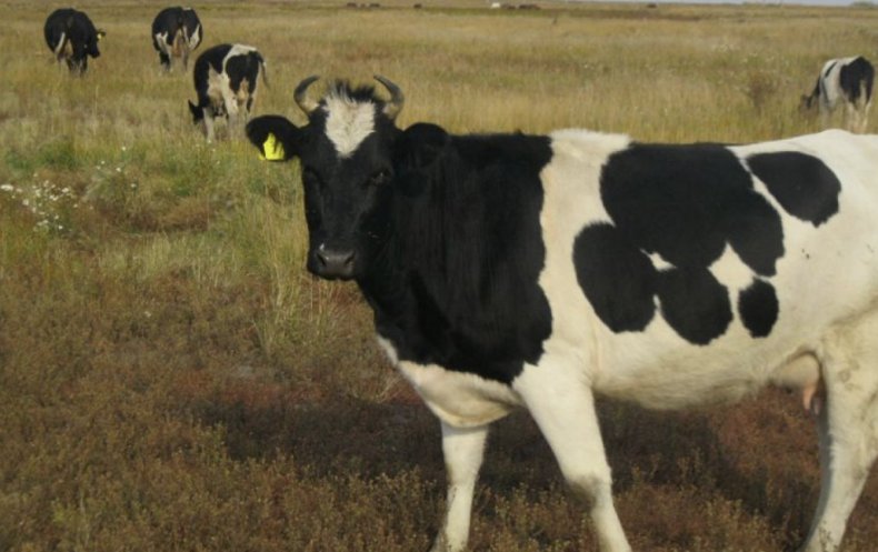 Корова чёрно-пестрой породы