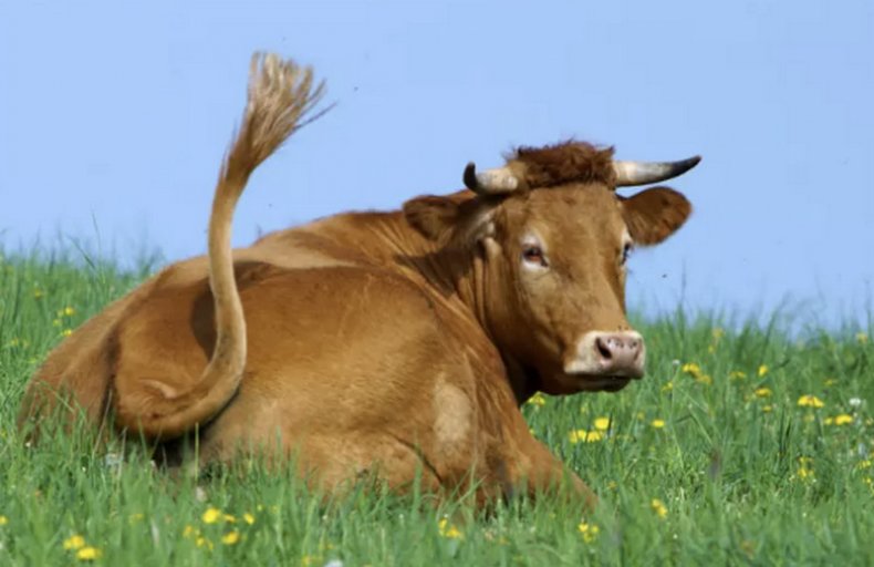 Зачем крутить хвосты корове 