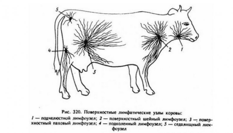 Воспаленные лимфатические узлы у коровы