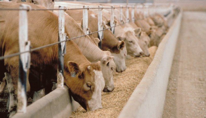 Коровы едят корм с добавлением кормовых дрожжей