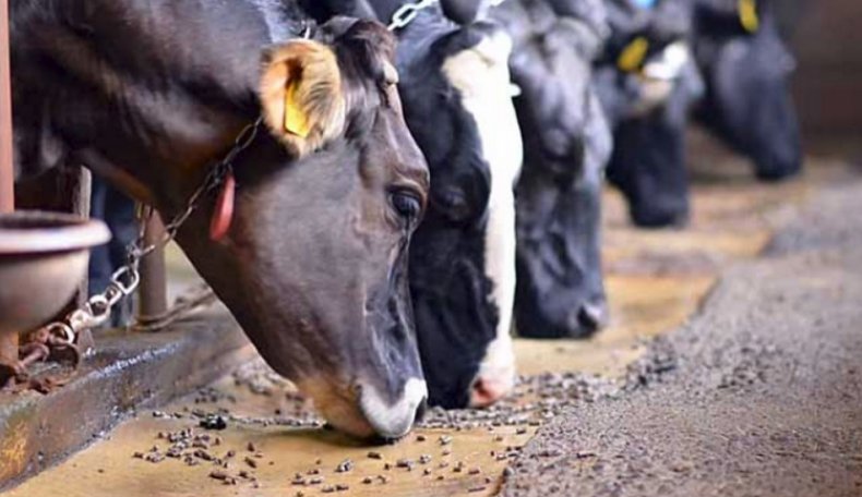 Коровы едят кормовые дрожжи