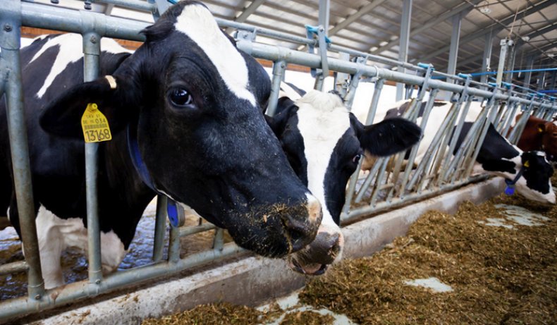 Коровы едят корм с добавлением дрожжей