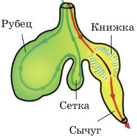 Пищеварительная система коровы схема