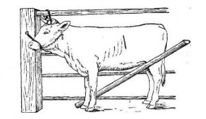 Фиксация коровы в положении стоя