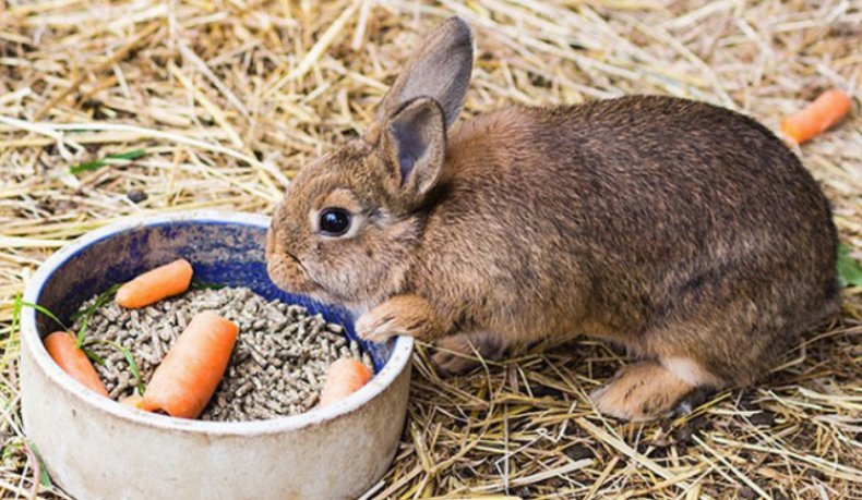 Изменение аппетита крольчихи