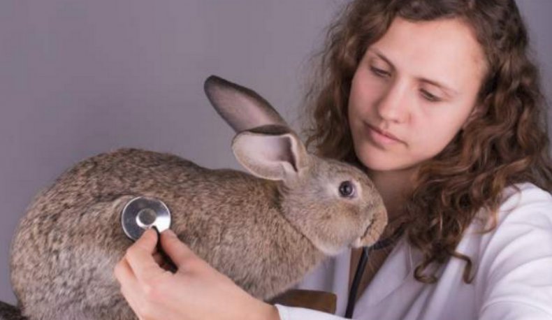 Осмотр кролика у ветеринара, как метод предотвращения ложной беременности