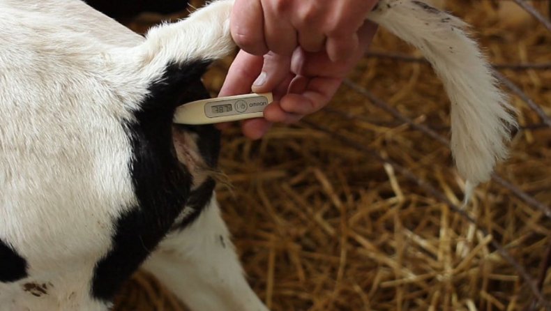 Измерение температуры у коровы