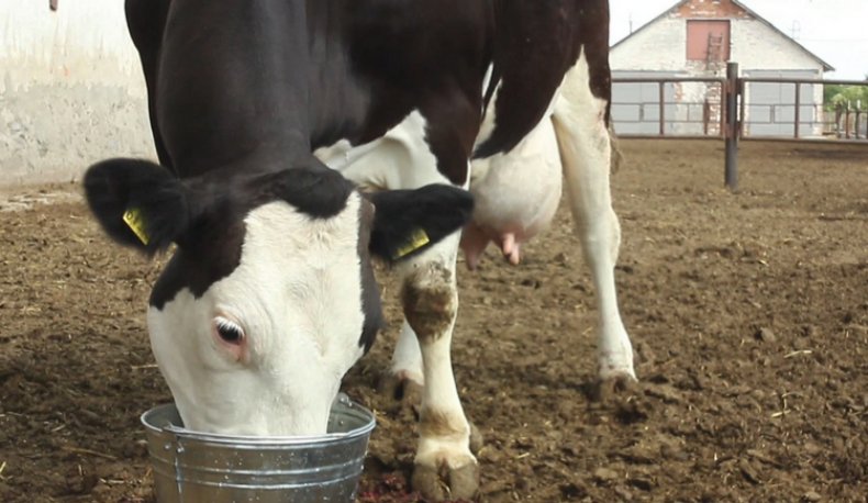 Выпаивание коровы отварами трав