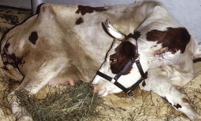 Положение тела коровы при парезе