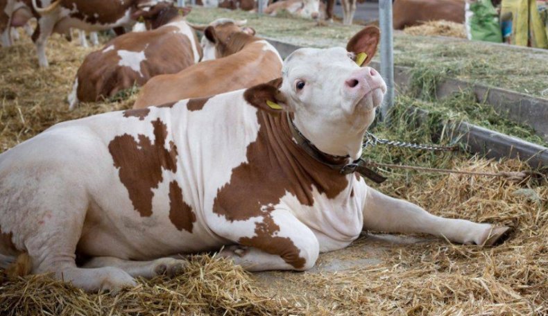 Послеродовой парез у коров