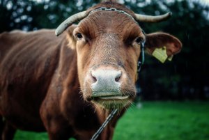 Корова не жует жвачку: возможные причины