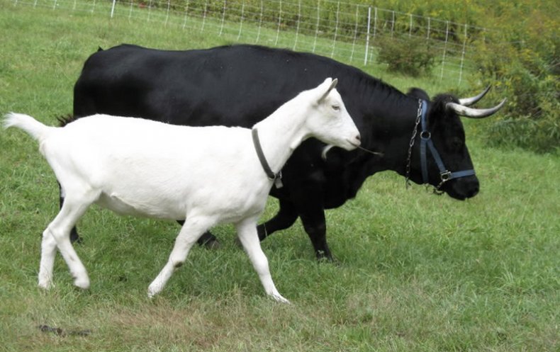 Корова и коза
