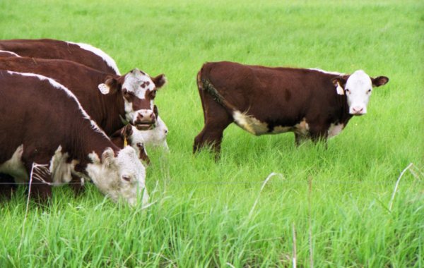 Причины отсутствия жвачки у коровы и как с этим бороться