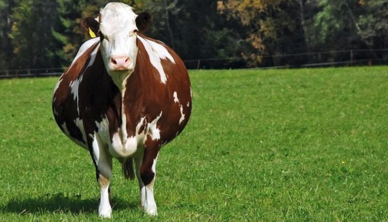 Корова беременная двойней