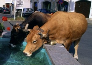 Коровы пьет воду