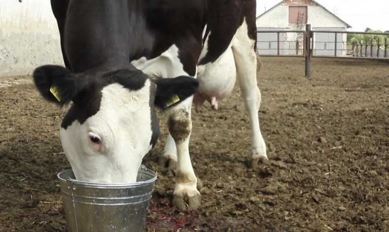 Корова пьет воду из ведра
