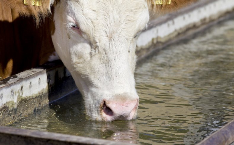 Корова пьёт воду