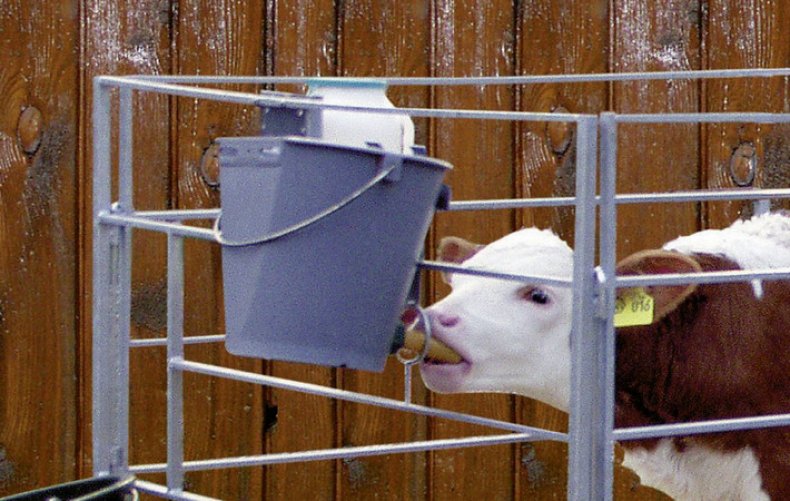 Выпойка теленка